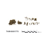 藏品(砂苔)的圖片